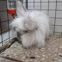 خرگوش مینی لوپ|موش و خرگوش|دیواندره, |دیوار