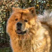 واگذاری سگ چاوچاو