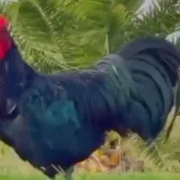 خروس استرالوپ اصیل و برهما پاتریچ