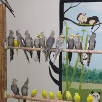 عروس هلندی زیبا|پرنده|مبارکه, |دیوار