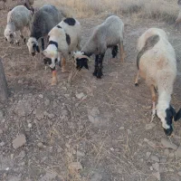 بره سبک نر|حیوانات مزرعه|شیراز, محراب|دیوار