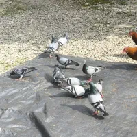 کبوتر آلمانی مسافتی