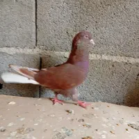 یه جوفت سرخ ویه کفتر دیگه سه تاش 750تومن|پرنده|شهریار, اصیل آباد|دیوار