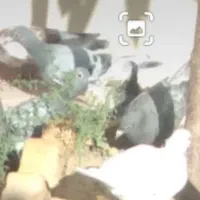 ۴ تا کبوتر گم کردم