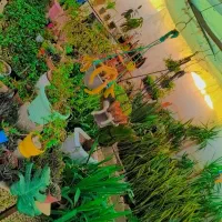 گل و گیاه آپارتمانی