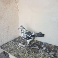 کبوتر پلاکی|پرنده|شیراز, آزادگان|دیوار