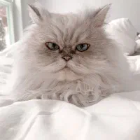 خاک گربه