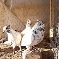 سه عدد نر کاشونی به درد بخور|پرنده|اصفهان, عطار نیشابوری|دیوار