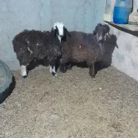 15 عدد بره
