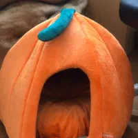 جا خواب گربه خونه گربه