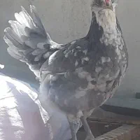 تخم مرغ و جوجه گلین ریشی چهل تاج فروشی|حیوانات مزرعه|سیرجان, |دیوار