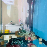 فلاور|ماهی|اهواز, کوروش|دیوار