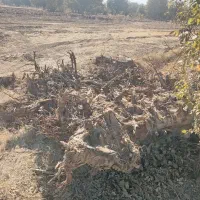 ریشه