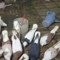 کبوتر پشتدار