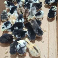 جوجه گلین|پرنده|رامیان, |دیوار