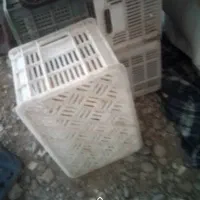 سبدربی