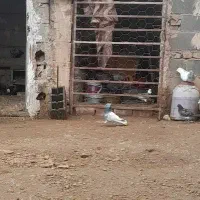 کله الماسی طوقی