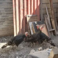 سه عدد بوقلمون  ما ده محلی.