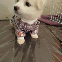 سگ خانگی|سگ|تاکستان, |دیوار