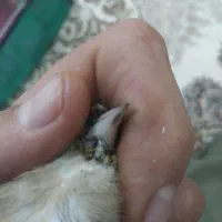 سهره چانه سفید