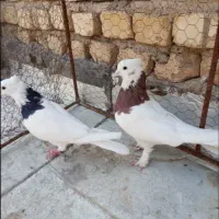 کبوتر طوقی سینه سیاه وسرخ مرغ و خروس|پرنده|ابریشم, |دیوار