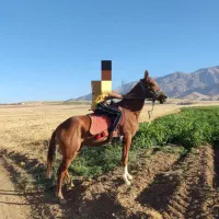 اسب ترکمن اخال تکه