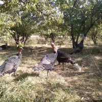 بوقلمون محلی