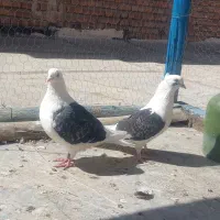کبوتر پشتار