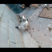 فروش حیوان خانگی