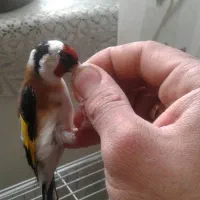 سره رسمی نر درشت و کشیده