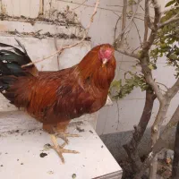 خروس|حیوانات مزرعه|شیراز, چشمه سید صفری|دیوار