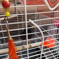 مینا|پرنده|مشهد, سیسآباد|دیوار