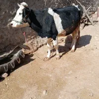 گاو و گوساله هلشتاین|حیوانات مزرعه|گوآور, |دیوار