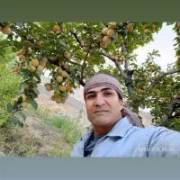 هرس انواع درختان میوه