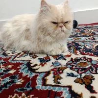 واگذاری گربه« رایگان »