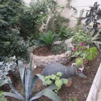 اجاره روزانه در رشت|اجارهٔ کوتاه‌مدت آپارتمان و سوئیت|رشت, لاکان شهر|دیوار