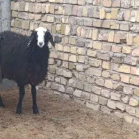 بره ماده ناب شال|حیوانات مزرعه|تاکستان, |دیوار