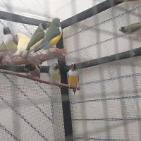 فنچ گلدین|پرنده|بهبهان, |دیوار