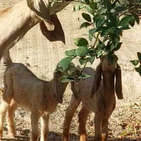 بز پاکستانی دوقلوزا با دو کهره نر ماده چراگی|حیوانات مزرعه|جیرفت, |دیوار