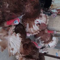 بوقلمون|حیوانات مزرعه|دیواندره, |دیوار