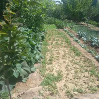 فروش زمین ۱۰۱۳ متری|فروش زمین و ملک کلنگی|باروق, |دیوار