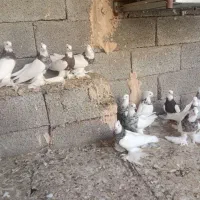 بهترین طوقی پاپر برا نسل کشی پرپا بلند خال سرکه