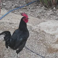 چند عدد خروس یک ساله محلی حنایی