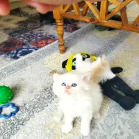 بچه گربه پرشین اشرافی خالص چشم ابی|گربه|چهاردانگه (تهران), |دیوار