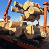 قطع درخت برش درخت هیزمی وصنعتی