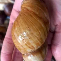 حلزون آلبینو  نه سانت  و خاویار همراه اشناتیون