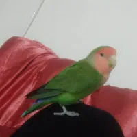 پرنده گم شده در منطقه بازار شوشتریها