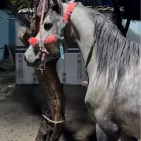 نریان ۴ساله سواری عالی