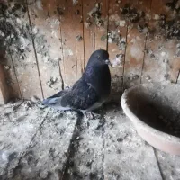 کفتر جوجه گرفتنی