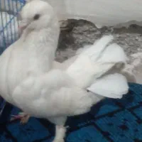 کبوتر دمچتری با طوقی